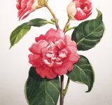 Bozzetti_mara_beccaris_ott19_13